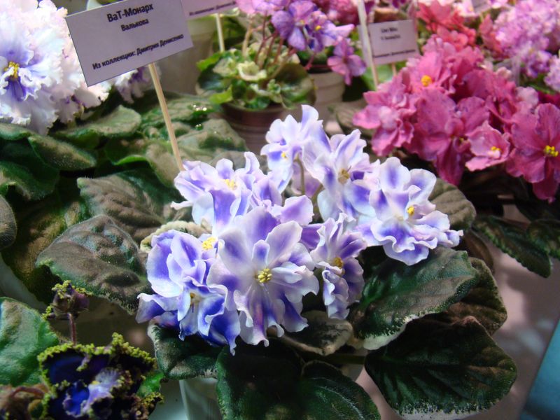 DSC08657.JPG