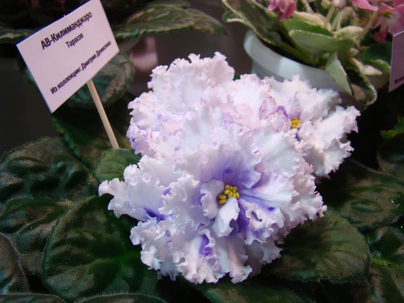 DSC08658.JPG