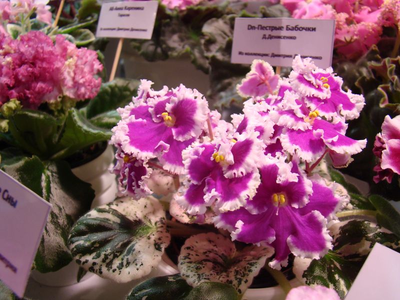DSC08661.JPG