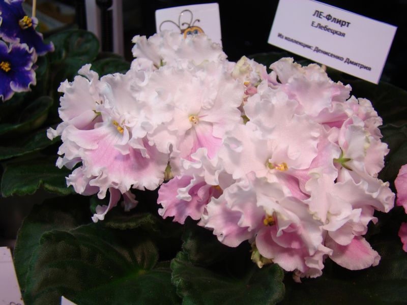 DSC08668.JPG
