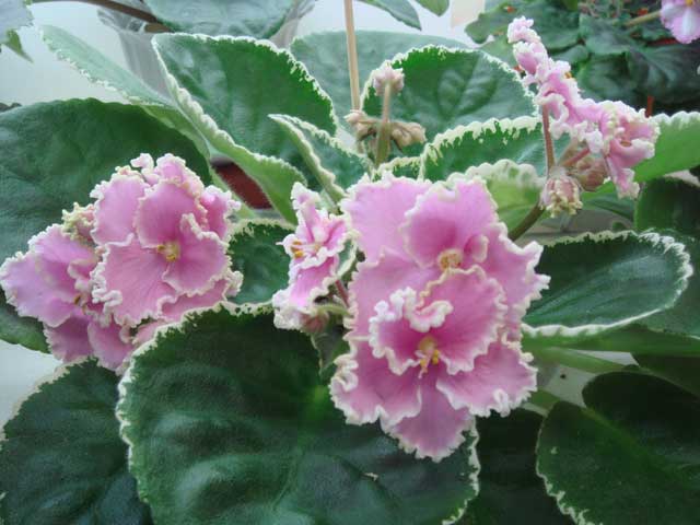 Rebel's-Rhubard-Frost.jpg