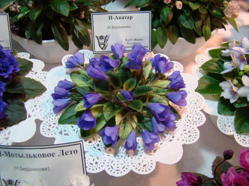 DSC08687.JPG