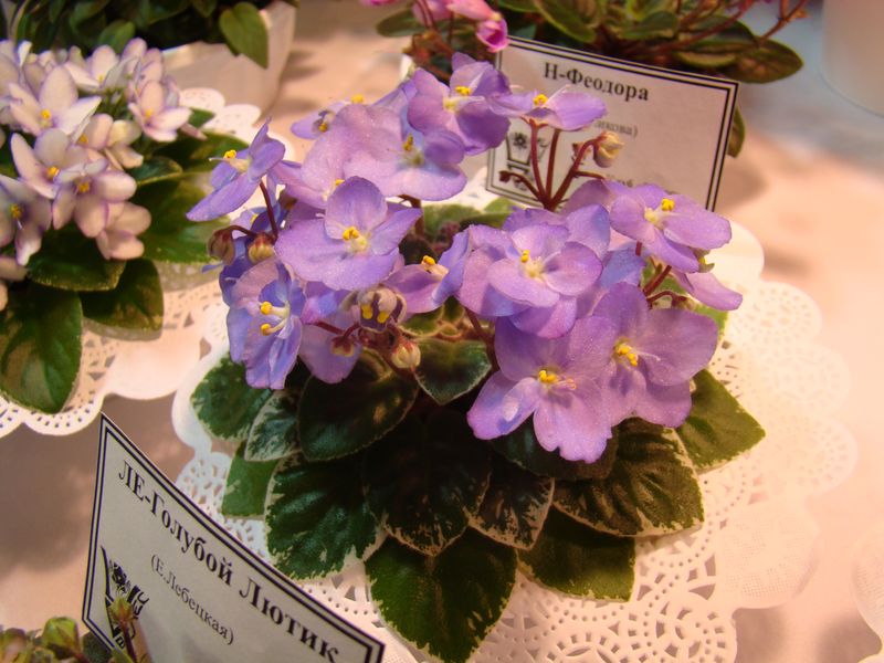 DSC08689.JPG