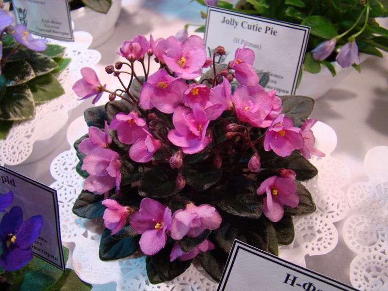 DSC08690.JPG