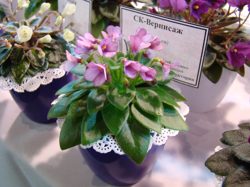 DSC08696.JPG