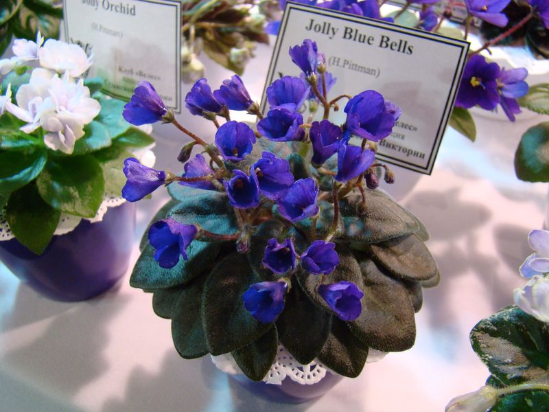 DSC08700.JPG