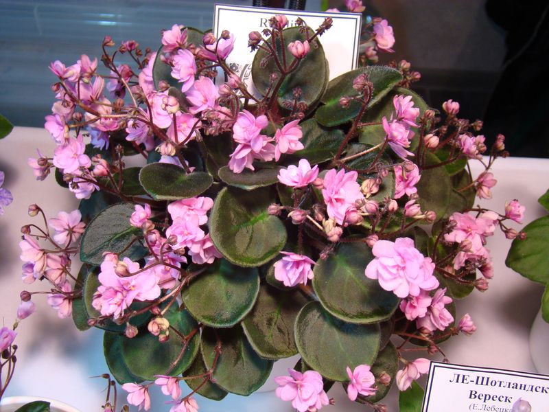 DSC08702.JPG
