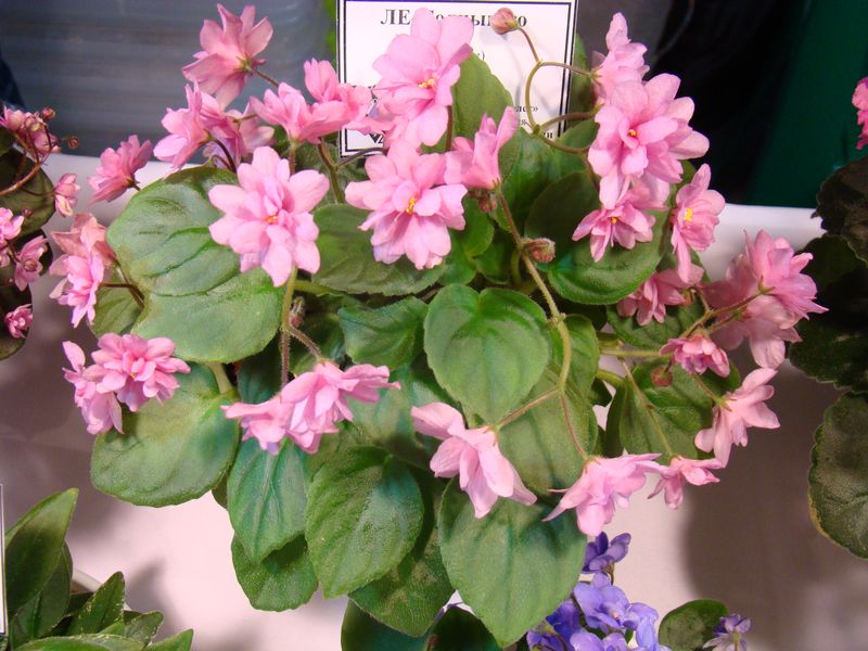 DSC08703.JPG