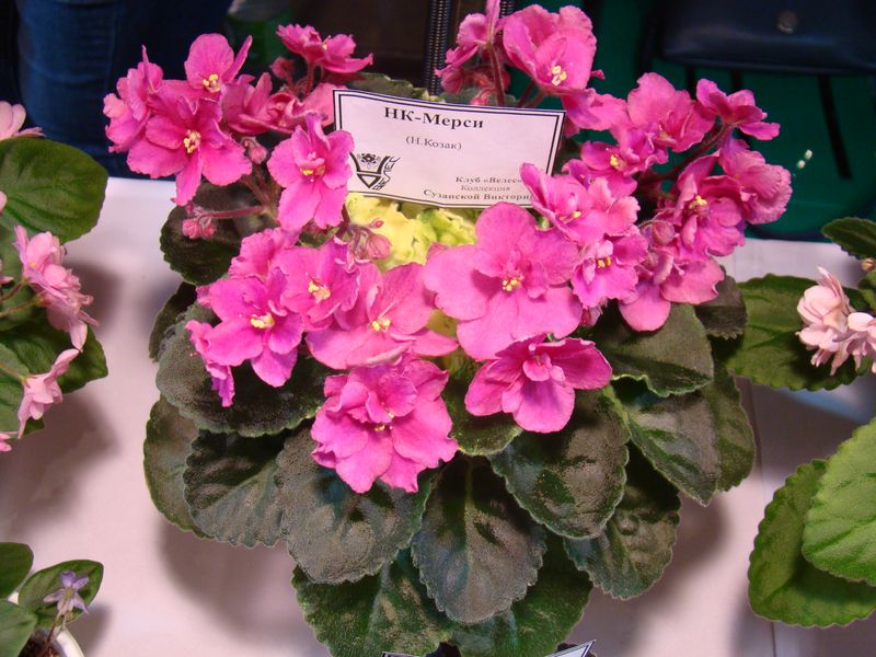 DSC08704.JPG