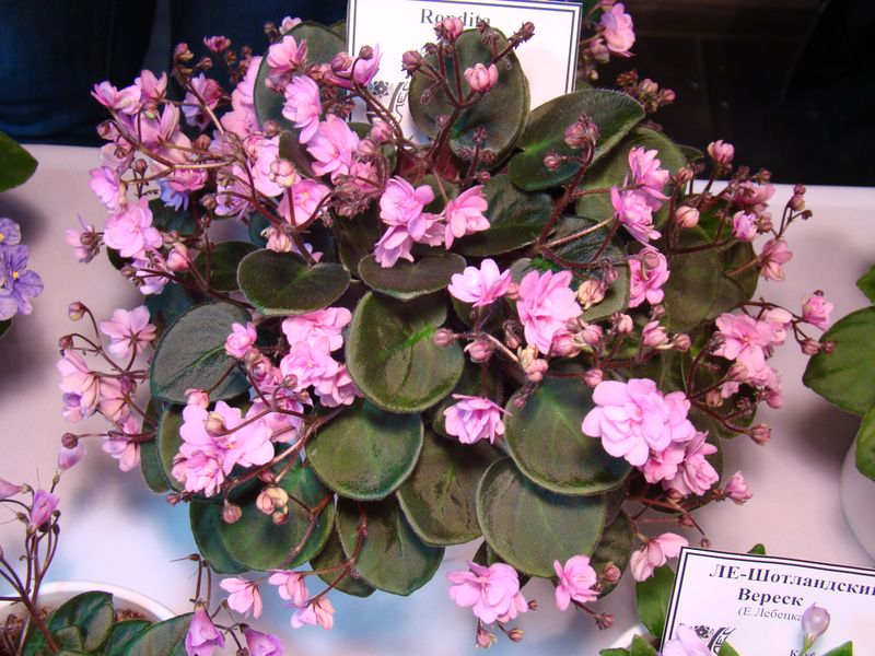 DSC08705.JPG