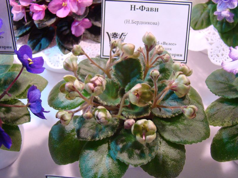 DSC08706.JPG