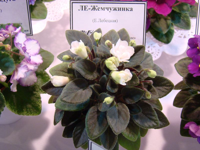 DSC08707.JPG