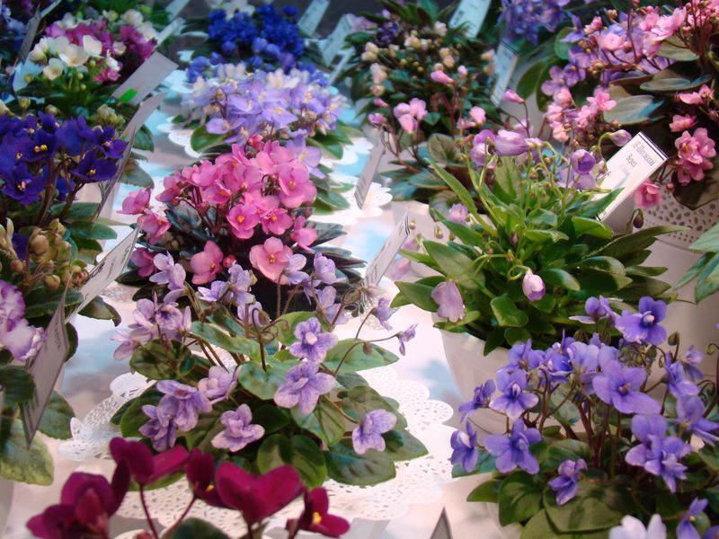 DSC08713.JPG