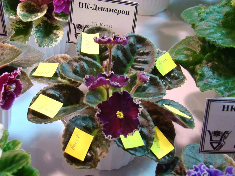 DSC08714.JPG