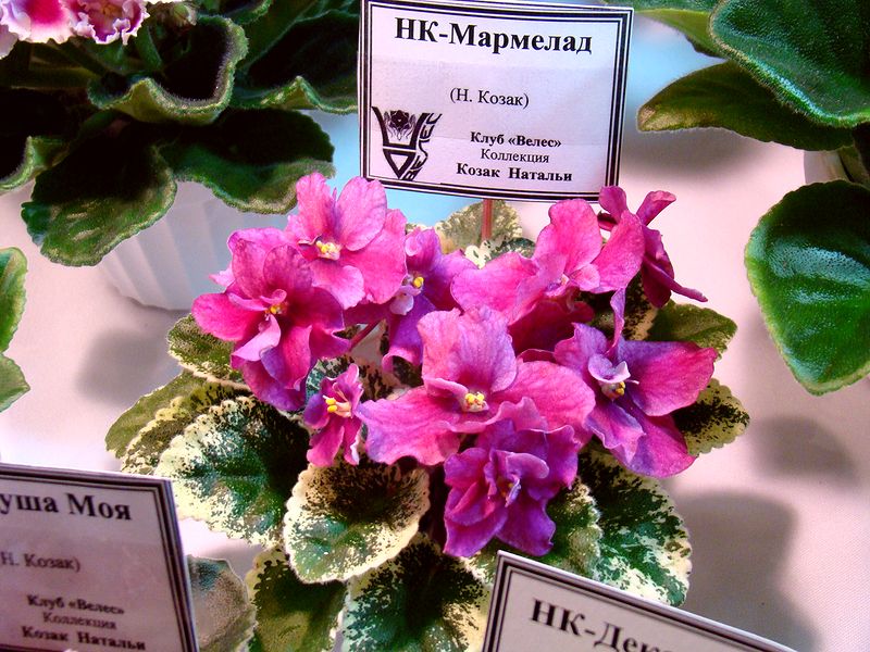 DSC08716.JPG