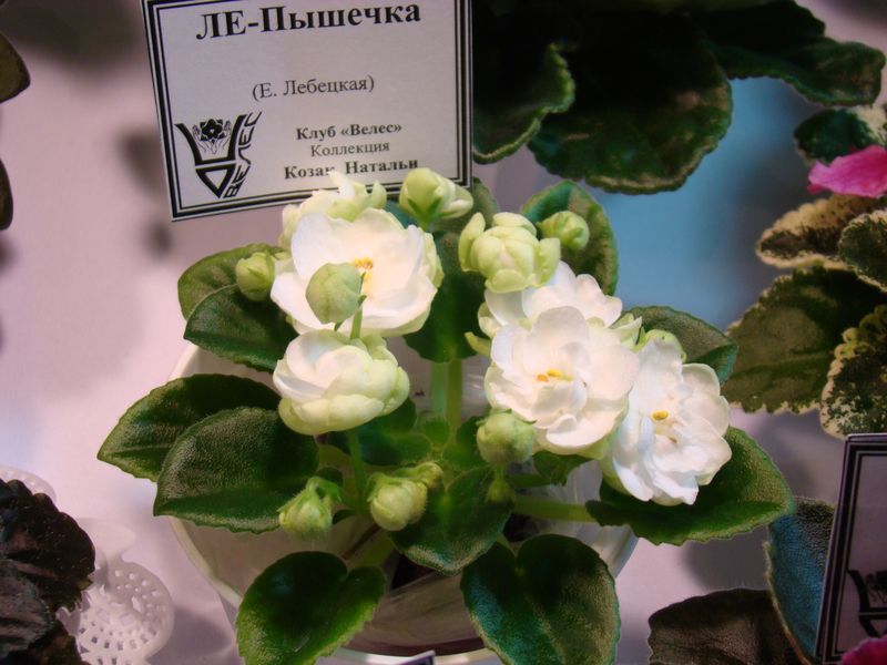 DSC08717.JPG