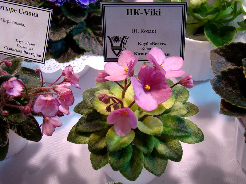 DSC08719.JPG