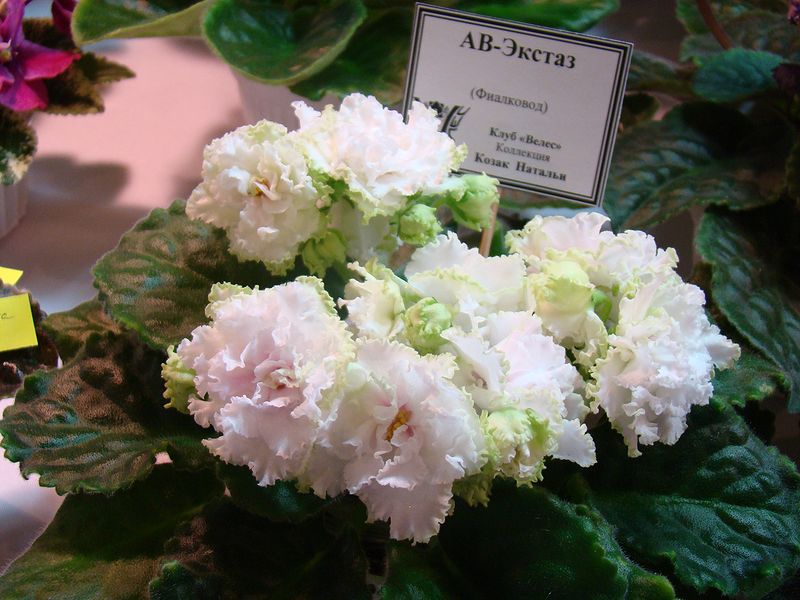DSC08722.JPG