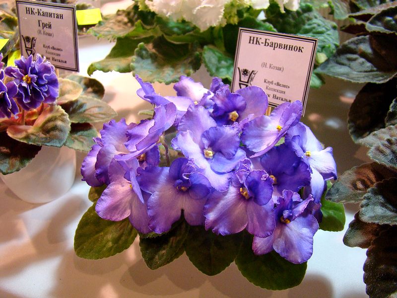 DSC08723.JPG