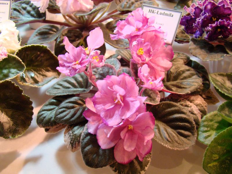 DSC08724.JPG
