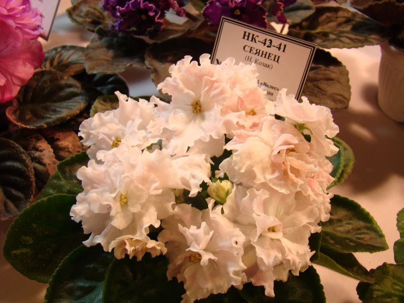 DSC08725.JPG