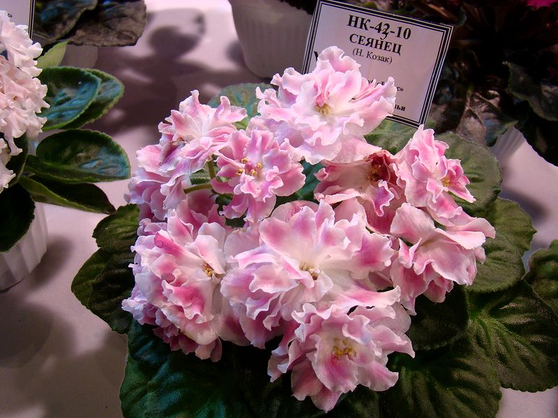 DSC08726.JPG