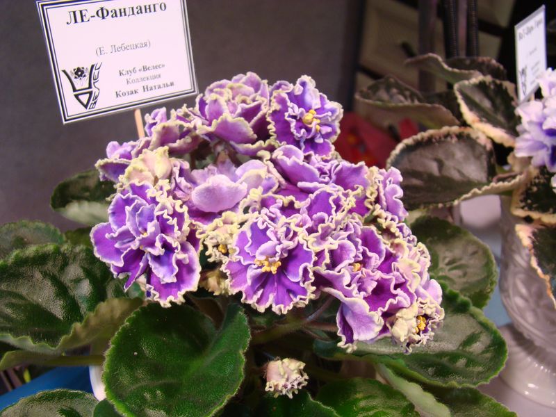 DSC08729.JPG