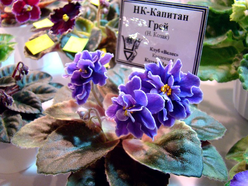 DSC08734.JPG