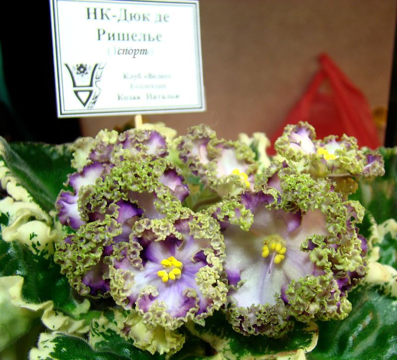 DSC08732.JPG