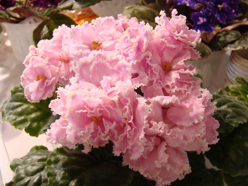 DSC08735.JPG