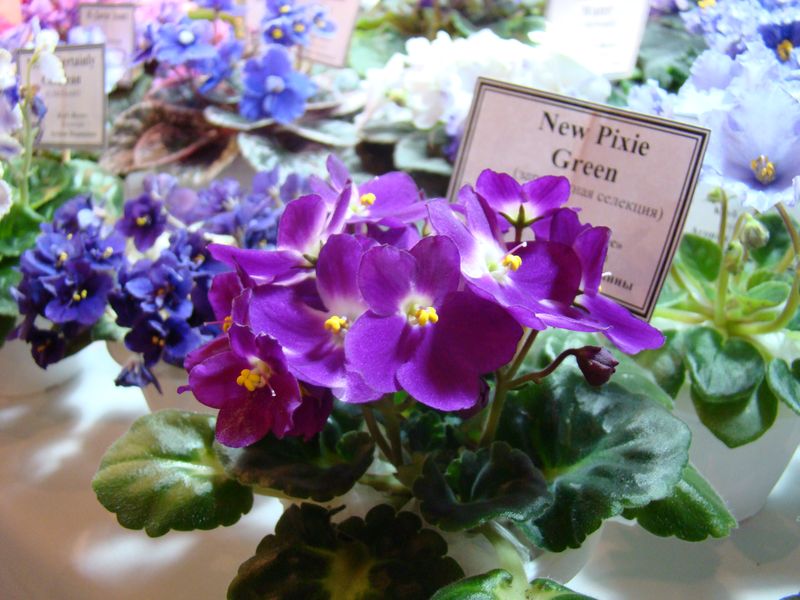 DSC08744.JPG