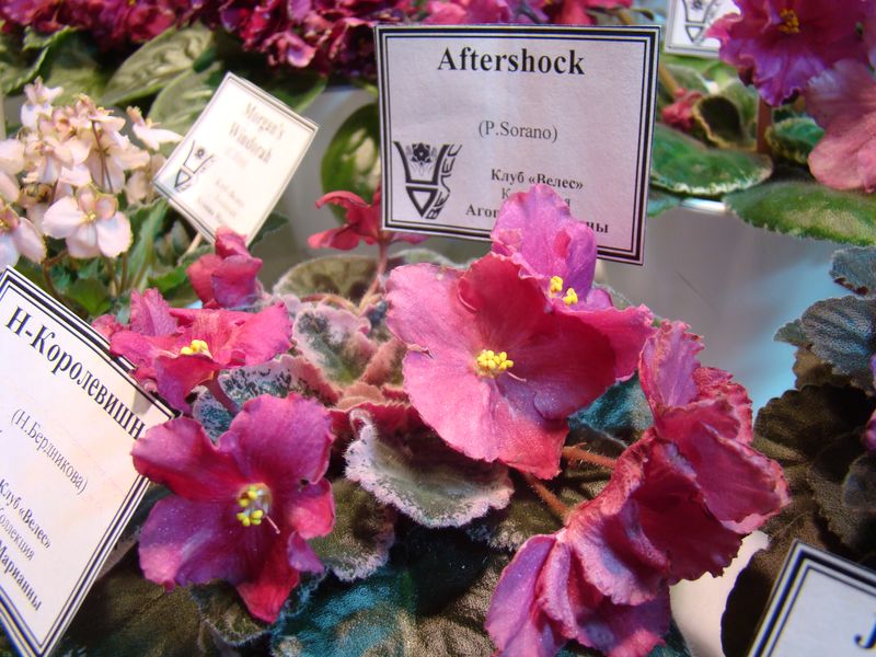 DSC08748.JPG