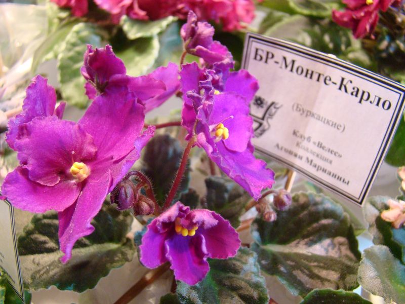 DSC08750.JPG