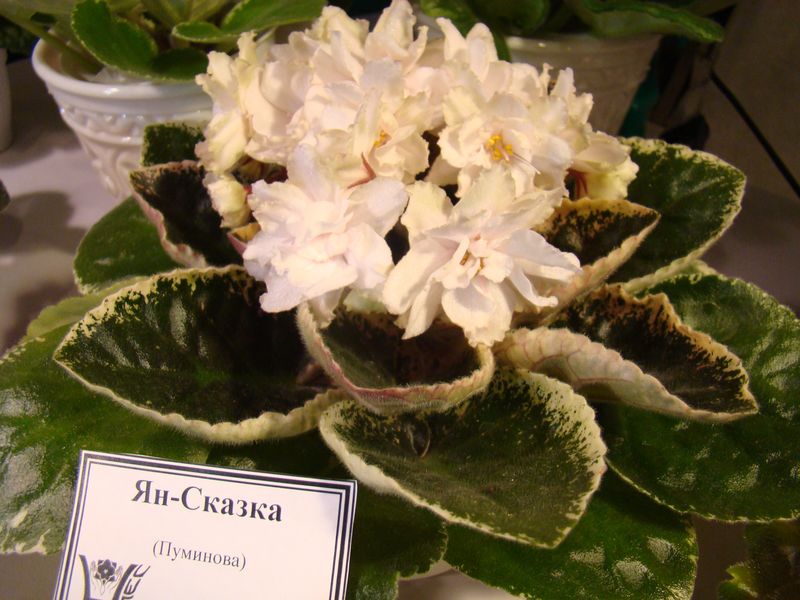 DSC08772.JPG
