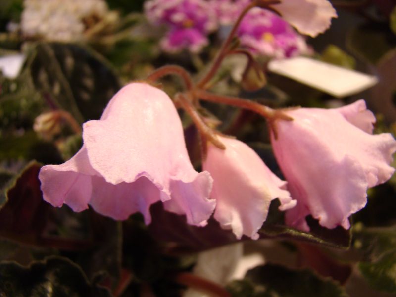 DSC08770.JPG