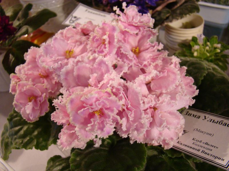 DSC08767.JPG