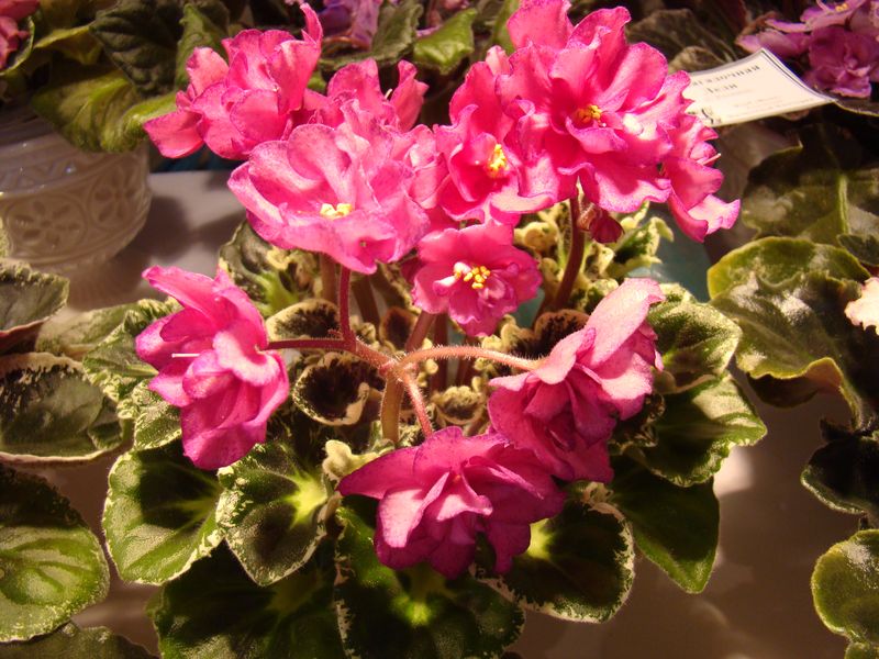 DSC08765.JPG