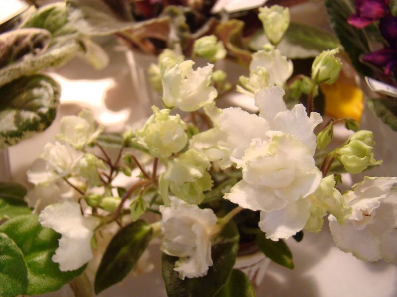 DSC08768.JPG