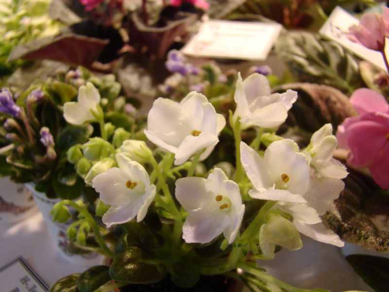 DSC08762.JPG