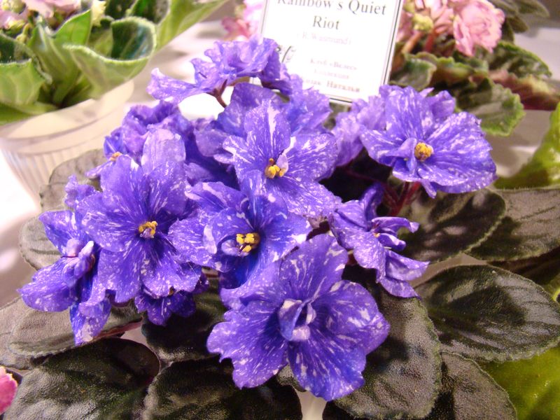 DSC08760.JPG