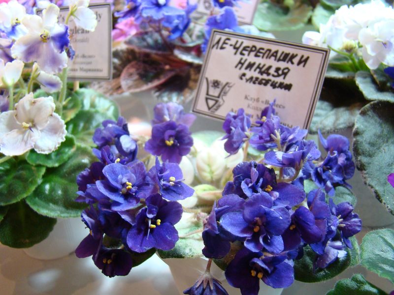 DSC08757.JPG