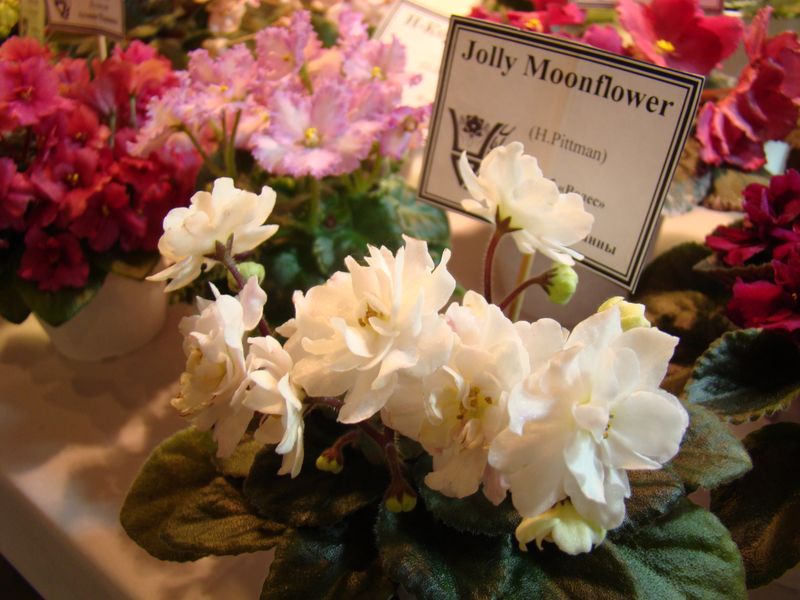 DSC08755.JPG