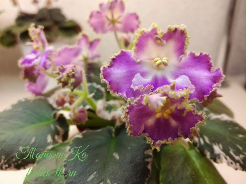 IMG_20180212_095841 (Copy).jpg