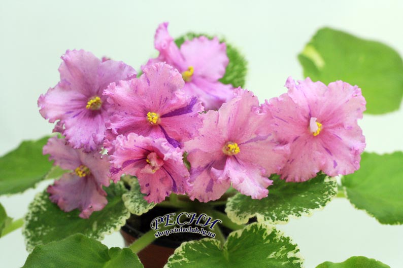 IMG_1223 (45) копия.jpg