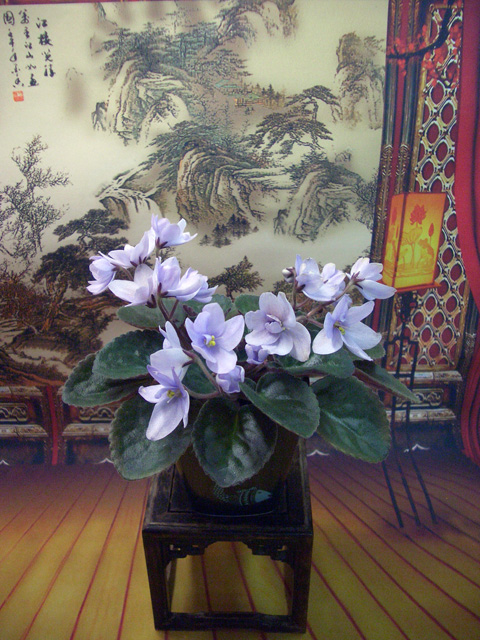 Allegro Chicory Charm.JPG