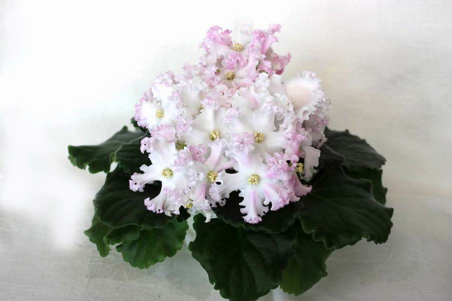 ЛЕ-Поцелуй Ангела.jpg