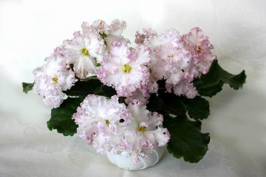 ЛЕ-Взбитые Сливки.jpg