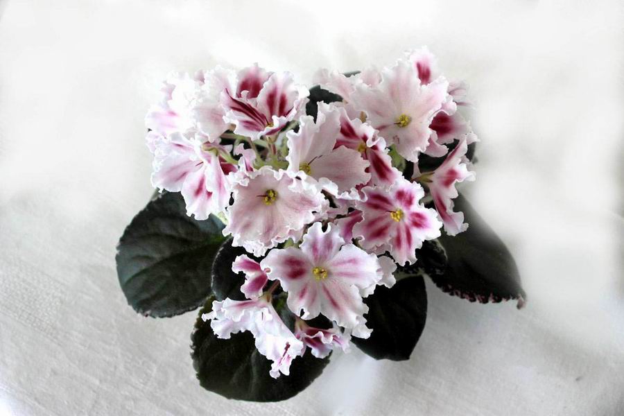 ЛЕ-Маргарита.jpg