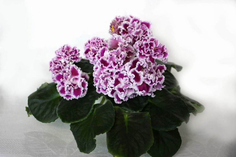 ПТ-Катерина.jpg