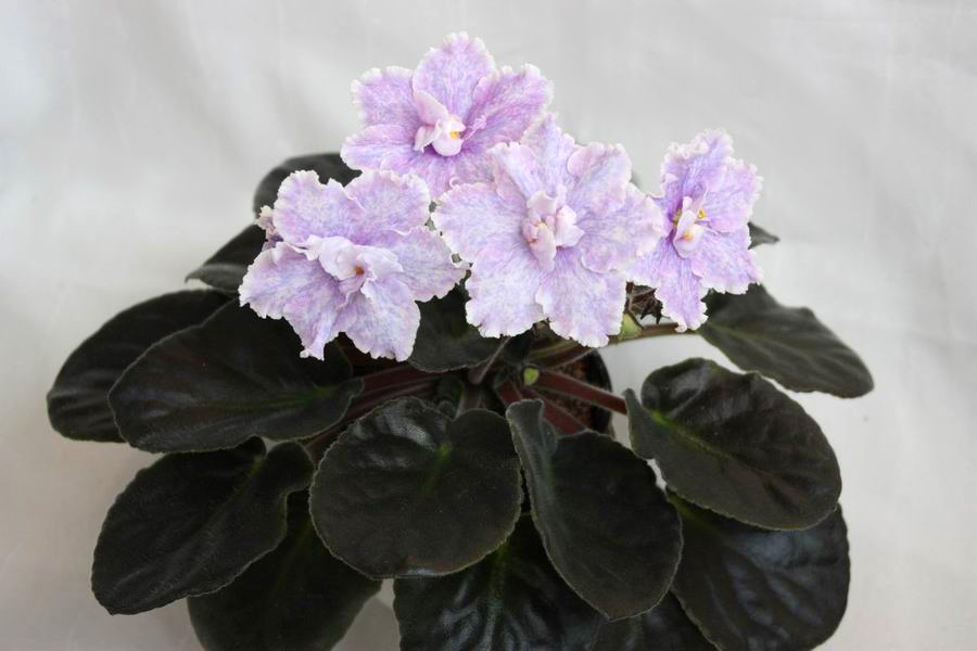 Lilac Fanfare.jpg